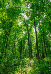 Sunlight in the green forest, spring time
