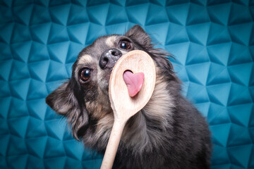 Portrait hund im studio vor 3d hintergrund mit kochlöffel und zunge