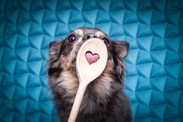 Portrait hund im studio vor 3d hintergrund mit kochlöffel und zunge