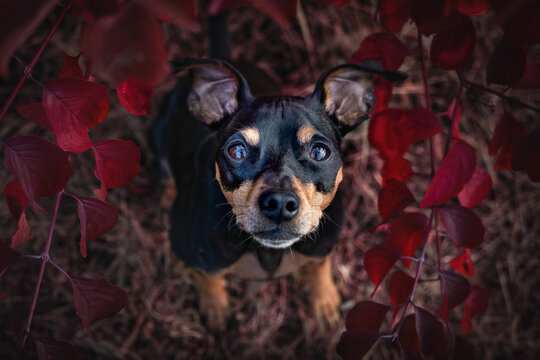 Portrait Hund im roten Laub mit Blättern in der Natur