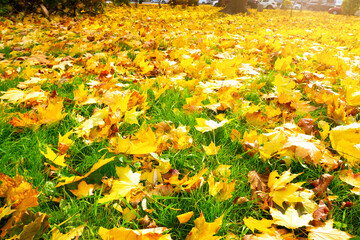 Autumn sunny landscape. Beautiful autumn  yellow leaves on the green grass. Change of seasons in  nature.