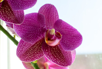 Violet Orchid Flowers Isolated on White Background