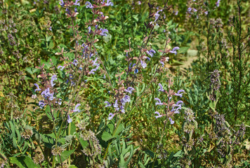 Salvia daghestanica