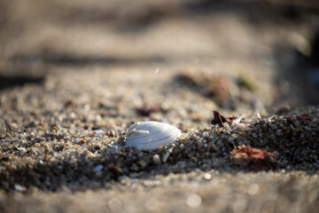 Gros plan de coquillage