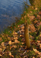 Fishing. A small pike hanging on a hook. Vertical format
