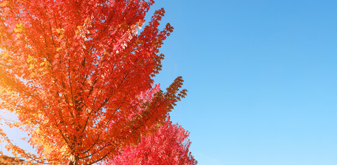 Alley Or Avenue With Red Autumn Maple Trees. Fall Background. Banner Size. Sunlight