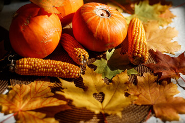 Pumpkins and corn cobs on autumn maple leaves. Autumn mood