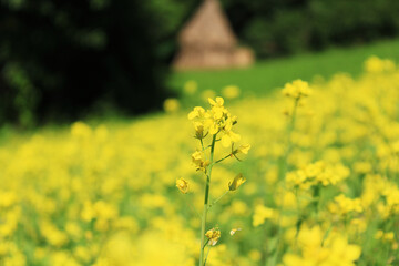 field of beautiful yellow rapeseed. 