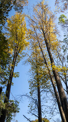 Beautiful scenery in the park