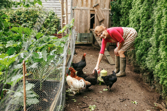 Smiling woman stroking chicken in garden