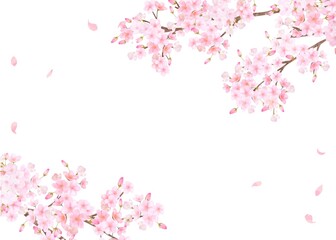 美しく華やかな満開の桜の花と花びら舞い散る春の白バック背景ベクター素材イラスト