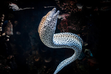 White Moray Eel in the Water