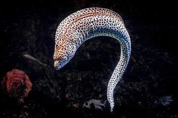 White Moray Eel in the Water