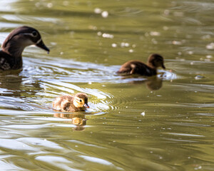 mandarin ducks with young animals in a water