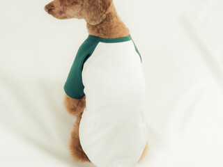 Dog Puppy Green White Raglan Shirt Mock up Brown Poodle Model