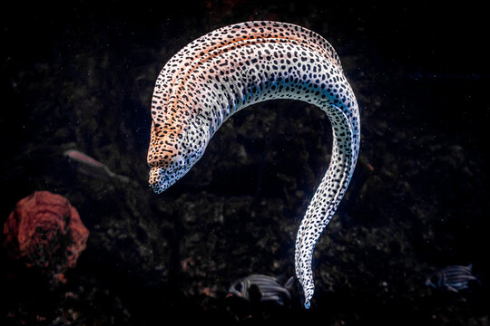 White Moray Eel in the Water