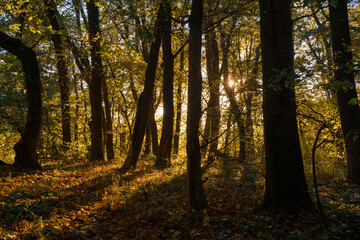 Herbstwald Abendstimmung Oktober
