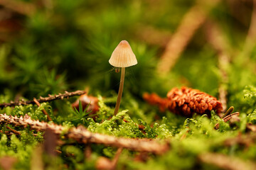 mushroom in the forest