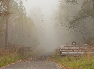 Jesienny las w mgle 