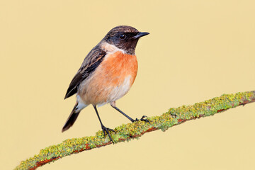 Nice male small bird