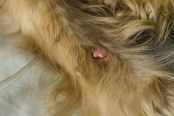 A huge abscess on the paw of a dog with red hair. Dog allergy, dermatitis