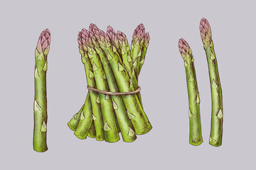 Freshly tied organic asparagus vector - obrazy, fototapety, plakaty