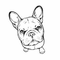Cute french bulldog sketch. Vector illustration in hand-drawn style