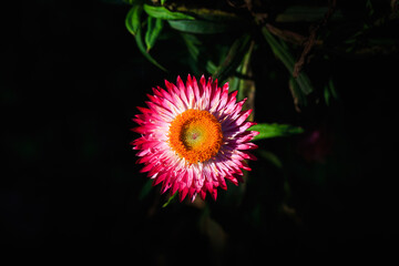 straw flower or everlasting flower on dark background, selected focus and lighting.