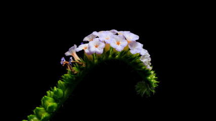 Indian Heliotrope or Scorpion Weed or Wild Clary flower on dark background.