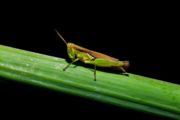 green grasshopper on green leave on blackbackground.