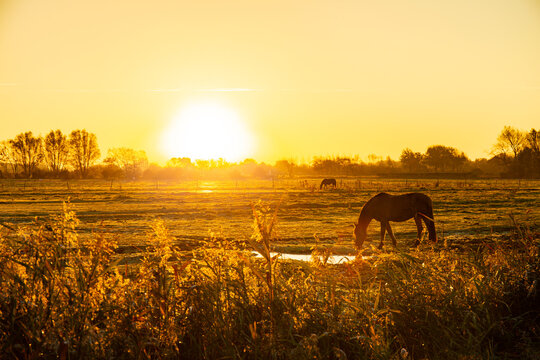 Chevaux sauvages Henson en Baie de Somme