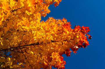 Baumblätter im Herbst links_orange