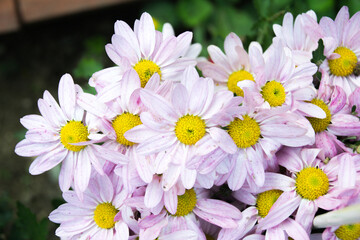 daisy bunches taken in the garden in daylight