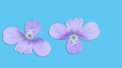 Isolated white flowers on a white background For design work or other illustrations (With Clipping Path)