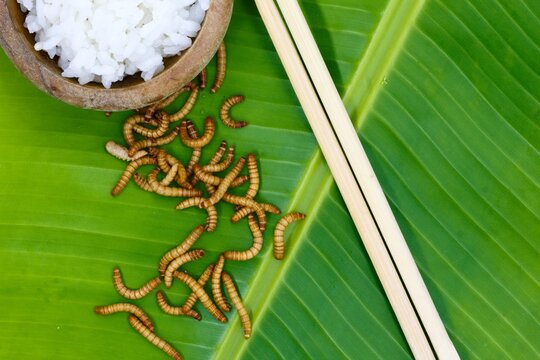 Mealworm, El Tenebrio molitor intended for human consumption
