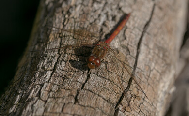 red dragonfly macro
