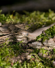 sand lizard warming up in the sun on green moss