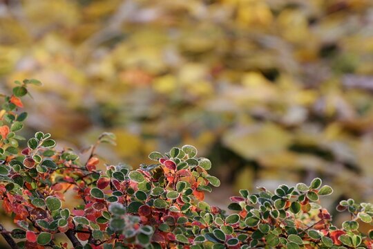Hoarfrosted autumn leaves of rockspray, irga colorful autumnal leaves for background with empty space for text.