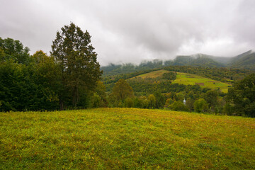mountainous rural landscape on a cloudy day. trees on the grassy meadow