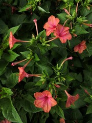 plants green bush leaves and flowers