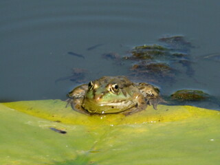 grenouille