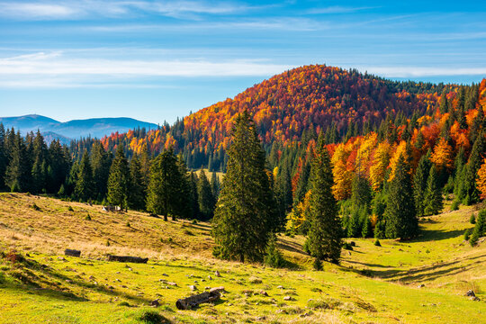 autumn landscape in mountains. trees and grassy meadow on the hillside. open view in to the valley. colorful nature scenery. wonderful sunny weather with clouds on the sky