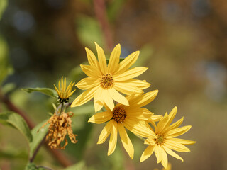 Topinambur 'Schönenbuch' oder Helianthus tuberosus. Gelbe Blüten, die Sonnenblumen ähneln, aber kleiner