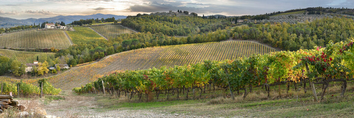 Panoramic view of beautiful rows of colored vineyards nella campagna toscana in the Chianti region near San Casciano in Val di Pesa. Autumn season in October. Italy.