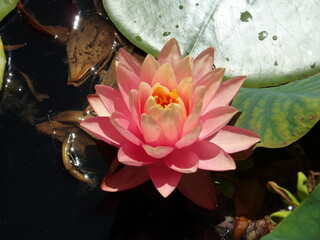 Nénuphar