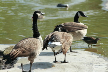 A duck family at the pond
