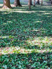 Obraz premium autumn in the park