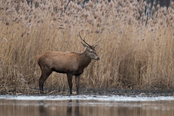 Beautiful male red deer with nice antlers in his natural environment, Cervus elaphus, large animal in the wild, nature reserve, beautiful bull and its antlers