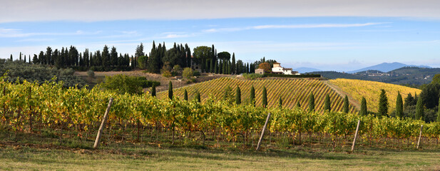 Panoramic view of beautiful rows of yellow vineyards in the Chianti region near San Casciano in Val...