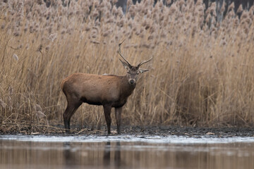 Beautiful male red deer with nice antlers in his natural environment, Cervus elaphus, large animal in the wild, nature reserve, beautiful bull and its antlers